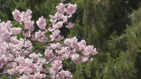 Cherry blossoms in full bloom Stock Footage