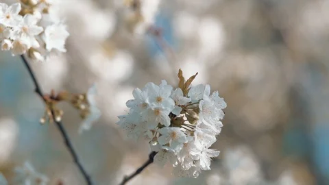 Cherry blossoms in full bloom Stock Footage 115152850