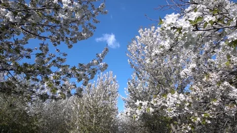 Cherry blossoms in full bloom Stock Footage 115507283