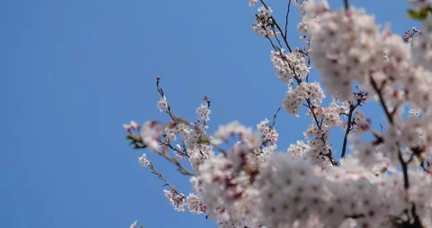 Cherry blossoms in full bloom. Stock Footage 146565041