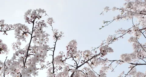Cherry blossoms in full bloom Stock Footage 147062068