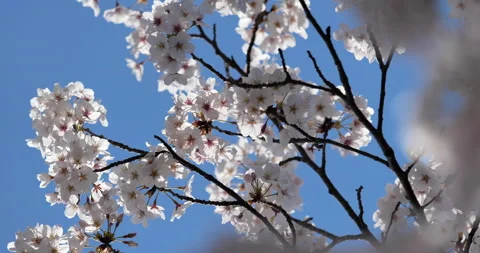 Cherry blossoms in full bloom Video stock 147420016