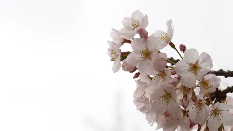 Cherry blossoms in full bloom Stock Footage 165189250