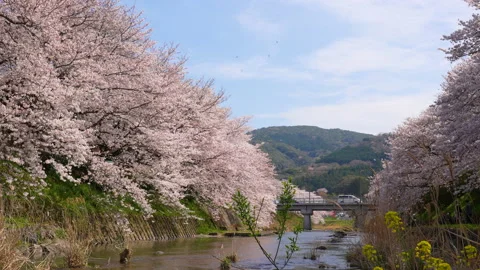 Cherry blossoms in full bloom. Stock Footage 166711311