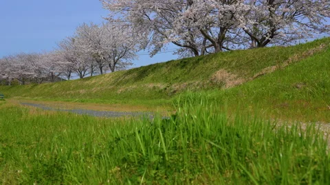 Cherry blossoms in full bloom Video stock 167148098