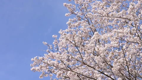 Cherry blossoms in full bloom Stock Footage 168796479