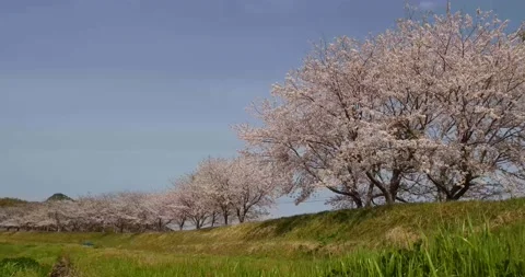 Cherry blossoms in full bloom Stock Footage 169129351