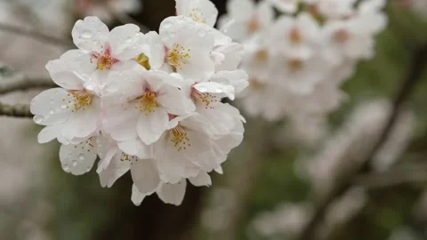 Cherry Blossoms Full Bloom Stock Footage 173595811