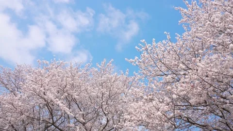 Cherry blossoms in full bloom Video stock 230216590