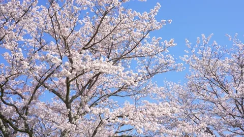 Cherry blossoms in full bloom. Stock Footage 232902354