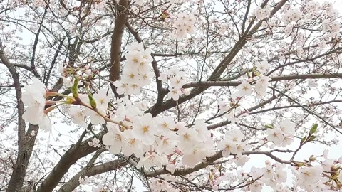 Cherry blossoms in full bloom Video stock 306234137