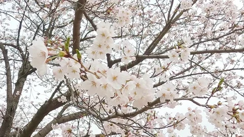 Cherry blossoms in full bloom Stock Footage 306234138