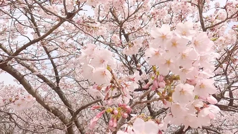 Cherry blossoms in full bloom Stock Footage 306234242