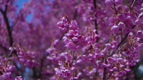 Cherry blossoms in full bloom Stock Footage 329855172