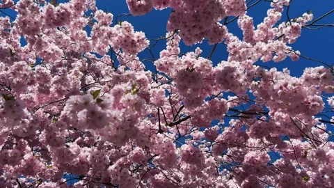 Cherry Blossoms in Full Bloom Stock Footage 332614573