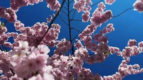 Cherry Blossoms in Full Bloom Stock Footage 332614579