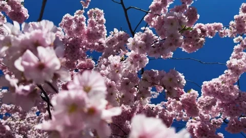 Cherry Blossoms in Full Bloom Stock Footage 332614659