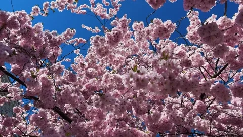 Cherry Blossoms in Full Bloom Stock Footage 332614669