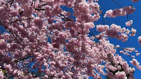 Cherry Blossoms in Full Bloom Stock Footage 332614742