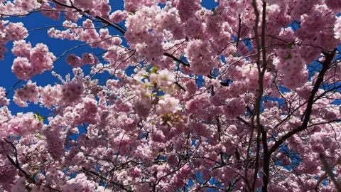 Cherry Blossoms in Full Bloom Stock Footage 333777340