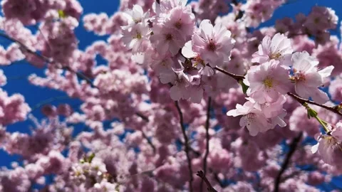 Cherry Blossoms in Full Bloom Stock Footage 333777351