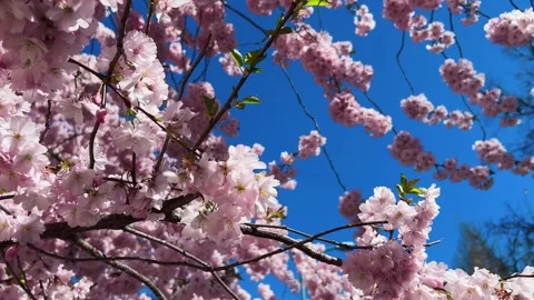 Cherry Blossoms in Full Bloom Stock Footage 333777355