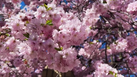 Cherry Blossoms in Full Bloom Stock Footage 333777376