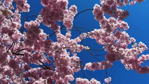 Cherry Blossoms in Full Bloom Stock Footage 333777435