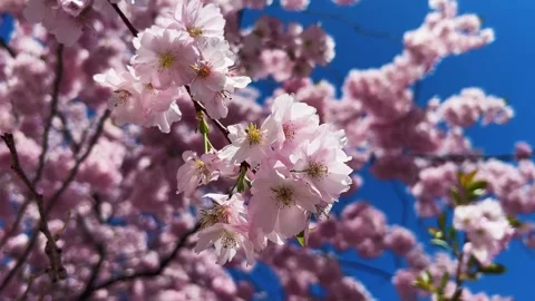 Cherry Blossoms in Full Bloom Stock Footage 334659266