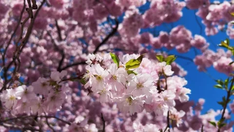 Cherry Blossoms in Full Bloom Stock Footage 334659279