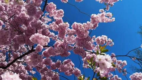 Cherry Blossoms in Full Bloom Stock Footage 334659298