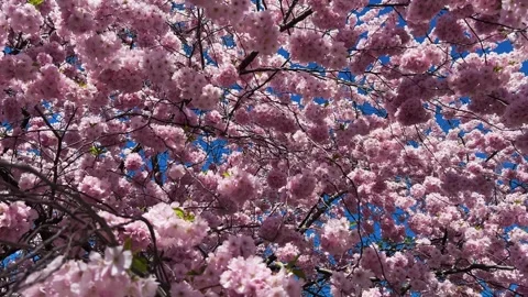 Cherry Blossoms in Full Bloom Stock Footage 334659321