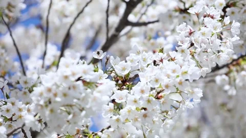 Cherry blossoms in full bloom 库存影片 344832011