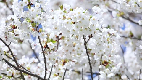 Cherry blossoms in full bloom Video stock 344832015