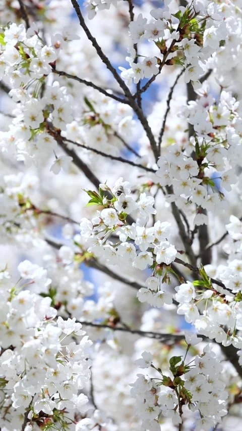 Cherry blossoms in full bloom 库存影片 344832016