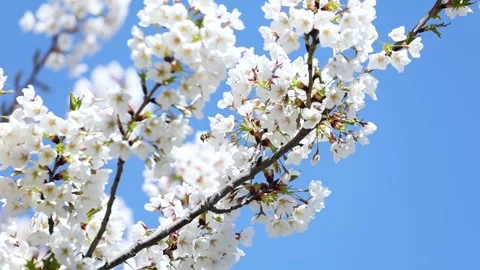 Cherry blossoms in full bloom 库存影片 344832030