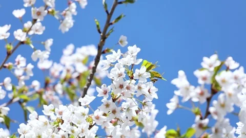 Cherry blossoms in full bloom Видео 344832095