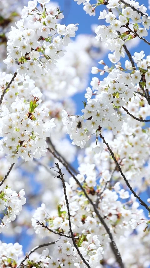 Cherry blossoms in full bloom Vídeo Stock 344832276