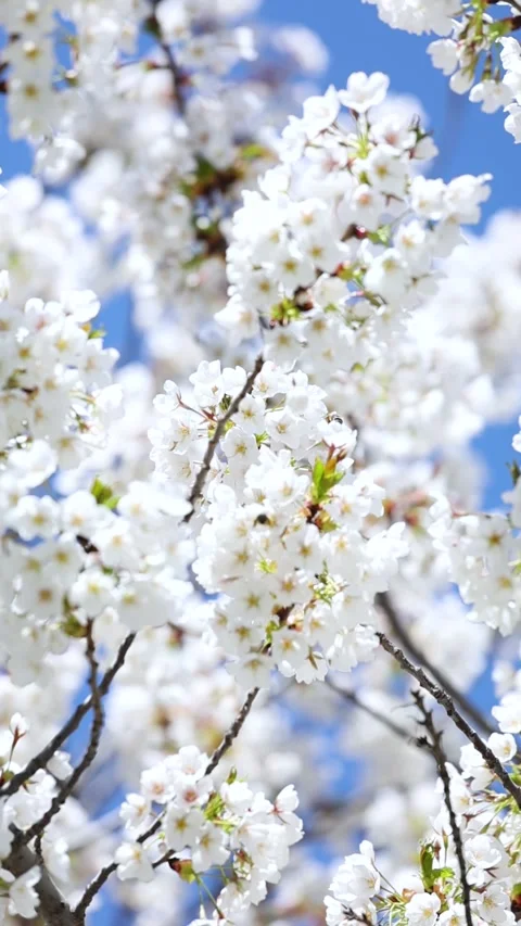 Cherry blossoms in full bloom Stock-Footage 344832277