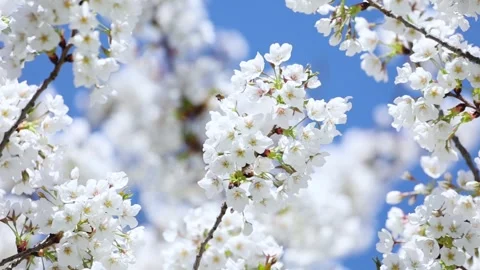 Cherry blossoms in full bloom Vídeo Stock 344832298