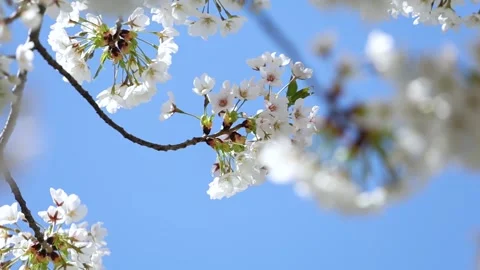 Cherry blossoms in full bloom 库存影片 344832338