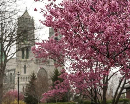 Cherry blossoms in full bloom frame Cathedral Basilica of the Sacred Heart. Stock Photos