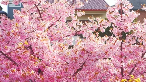 Cherry Blossoms in Full Bloom Glowing in Backlight with Soft Bokeh Stock Footage 331791800