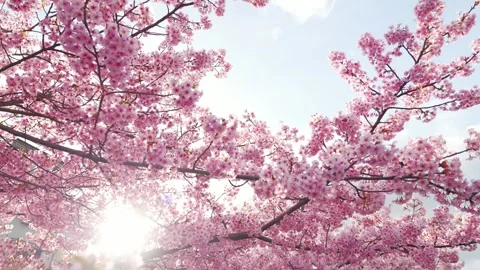Cherry Blossoms in Full Bloom Glowing in Backlight with Soft Bokeh Stock Footage 331855038