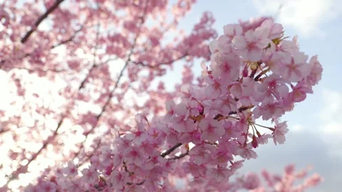 Cherry Blossoms in Full Bloom Glowing in Backlight with Soft Bokeh Stock Footage 331855285