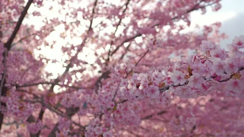 Cherry Blossoms in Full Bloom Glowing in Backlight with Soft Bokeh Stock Footage 331855697