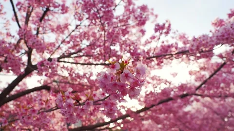 Cherry Blossoms in Full Bloom Glowing in Backlight with Soft Bokeh Stock Footage 331855897