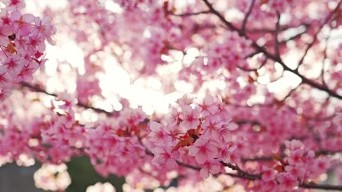 Cherry Blossoms in Full Bloom Glowing in Backlight with Soft Bokeh Stock Footage 331861423
