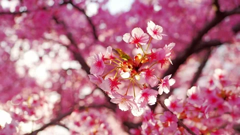 Cherry Blossoms in Full Bloom Glowing in Backlight with Soft Bokeh Stock Footage 331861563