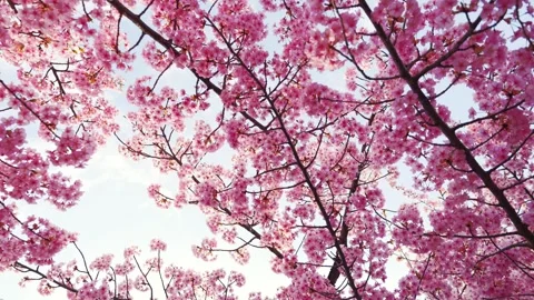 Cherry Blossoms in Full Bloom Glowing in Backlight with Soft Bokeh Stock Footage 331861649